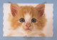 GATO GATITO Animales Vintage Tarjeta Postal CPSM #PAM477.ES - Katzen