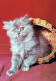 GATO GATITO Animales Vintage Tarjeta Postal CPSM #PAM102.ES - Katzen