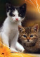 KATZE MIEZEKATZE Tier Vintage Ansichtskarte Postkarte CPSM #PBQ952.DE - Katten