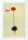 FLOWERS Vintage Ansichtskarte Postkarte CPSM #PAS446.DE - Fleurs