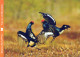 VOGEL Tier Vintage Ansichtskarte Postkarte CPSM #PAN350.DE - Vogels