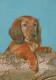 HUND Tier Vintage Ansichtskarte Postkarte CPSM #PAN804.DE - Hunde