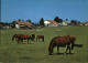 11381304 Franches Montagnes Au Paturage Du Jura Pferdeweide Franches Montagnes - Andere & Zonder Classificatie