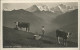 11371893 Beatenberg Almwiese Kuh Berner Alpen Beatenberg - Other & Unclassified