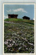 39443208 - Krokus Berghuette Bergfruehling Foto Gaberell Nr.5640 - Autres & Non Classés