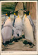 Ansichtskarte  Tiere Pinguine Penguin "Was Gibt`s Neues?" 1960 - Vogels