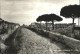 72923089 Ostia  Ostia - Other & Unclassified