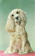 G29.  Postcard.  Spaniel.   Cute   Dog. - Honden