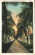 11322475 Florida Stately Palms In The Sunshine State - Andere & Zonder Classificatie