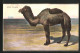 AK African Dromedary, Afrikanisches Dromedar  - Otros & Sin Clasificación