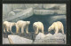 AK Hamburg-Stellingen, Carl Hagenbecks Tierpark, Vier Eisbären  - Bears