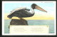 AK A Florida Pelican, Pelikan Sitzt Auf Einem Felsen  - Vögel