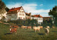 72919586 Winterkasten Lindenfels Gasthaus Pension Zur Traube Viehweide Kuehe Lin - Autres & Non Classés