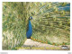 COMMON PEAFOWL - Pavo Cristatus - KORKEASAARI ZOO - Special Zoo Stamped - FINLAND - - Vögel