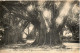 ALGERIE - ALGER - 192 - Le Jardin D'Essai Bassin Rond Point Des Ficus - Collection Régence A. L. édit. Alger (Leroux) - - Alger