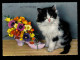 Tiere-AK Weiß-Schwarze Katze Mit Blumen Im Porzellanschuh, RENSBURG 7.11.1967 - Chats