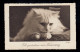 Tiere-AK Geburtstag: Foto Von H. Mager - Weiße Katze, DRESDEN 6.6.1936  - Katzen