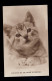 England AK Kitty & Tom - Ein Katzenportrait, TUCK'S POST CARD, Ungebraucht  - Cats