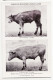 31872 / LYON 69-Rhone 33 Rue THOMASSIN Farine Nucleine LAVOCAT Alimentation Vache Avant 345kg  Apres 451 Kgs - Lyon 1