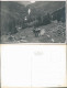 Foto  Kuh Auf Almweg Im Hochgebirge - Fotokarte 1934 Privatfoto - To Identify