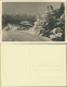 Winter Im Hochgebirge - Tannen - Schnee Stimmungsbild 1932 Privatfoto - Unclassified