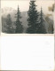 Foto  Nadelbäume, Bergmassiv Hochgebirge Fotokarte 1934 Privatfoto - Zu Identifizieren
