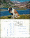 Ansichtskarte .Schweiz CHIEN Du GRAND St-BERNARD; Hund (Dog) 1960 - Otros & Sin Clasificación