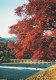 1 AK Japan * Arashiyama Eine Landschaft Bei Kyoto - Die Blätter Der Kirschbäume Werden Im Herbst Rot * - Kyoto
