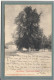 CPA (10) GYé-sur-SEINE - Thème: ARBRE - Aspect De L'arbre De La Liberté En 1905 - Other & Unclassified