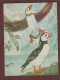 Carte Postale - LES OISEAUX = LE MACAREUX - Aquarelle De Pierre THIRIOT -  Édition L.P.O. à Paris - 2 Scan - Birds