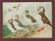 Carte Postale - LES OISEAUX = LE MACAREUX - Aquarelle De Pierre THIRIOT -  Édition L.P.O. à Paris - 2 Scan - Birds