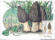 AGSP10-0665-CARTE MAXIMUM - PARIS 1987 - NATURE DE FRANCE - Champignon - MORILLE CONIQUE - 1980-1989