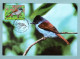 Carte Maximum 2003 - Oiseaux D'Outremer - Le Terpsiphone De Bourbon - YT 3551 - 974 Saint-Denis - 2000-2009