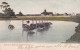 4823100Ostriches Bathing. (postmark 1909) - Sud Africa