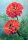 FLOWERS Vintage Postcard CPSM #PBZ414.A - Fiori