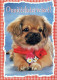 DOG Animals Vintage Postcard CPSM #PAN827.A - Honden
