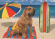 HUND Tier Vintage Ansichtskarte Postkarte CPSM #PAN476.A - Dogs