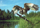VOGEL Tier Vintage Ansichtskarte Postkarte CPSM #PAN251.A - Oiseaux