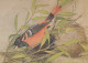 VOGEL Tier Vintage Ansichtskarte Postkarte CPSM #PAN236.A - Birds