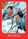 PÁJARO Animales Vintage Tarjeta Postal CPSM #PAM922.A - Birds