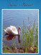 BIRD Animals Vintage Postcard CPSM #PAM666.A - Vogels