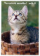 GATO GATITO Animales Vintage Tarjeta Postal CPSM Unposted #PAM637.A - Katten