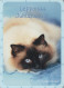 GATTO KITTY Animale Vintage Cartolina CPSM #PAM568.A - Katten