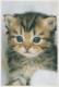 GATO GATITO Animales Vintage Tarjeta Postal CPSM #PAM482.A - Katzen