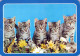 CAT KITTY Animals Vintage Postcard CPSM #PAM426.A - Katten