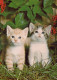 CAT KITTY Animals Vintage Postcard CPSM #PAM306.A - Katzen