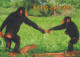 SCIMMIA Animale Vintage Cartolina CPSM #PBR976.A - Monkeys