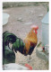 UCCELLO Animale Vintage Cartolina CPSM #PBR596.A - Birds