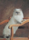 GATTO KITTY Animale Vintage Cartolina CPSM #PBQ940.A - Gatos