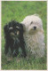 CHIEN Animaux Vintage Carte Postale CPSM #PBQ706.A - Dogs